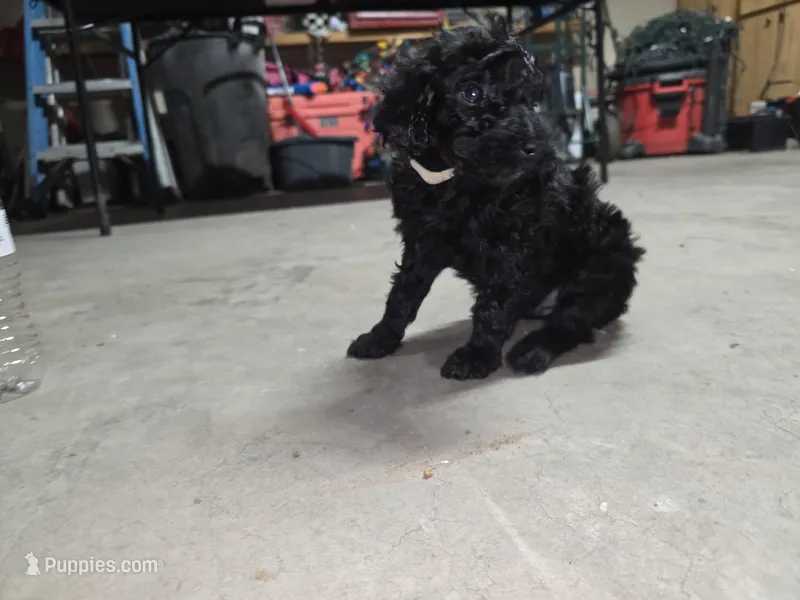 White collar – Poodle - Standard  puppy for sale in Amarillo, TX