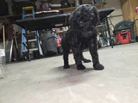 White collar, a male Poodle - Standard  for sale in Amarillo, TX – Photo 3 of 6