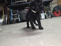 White collar, a male Poodle - Standard  for sale in Amarillo, TX – Photo 2 of 6