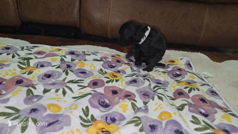 White collar – Poodle - Standard  puppy for sale in Amarillo, TX