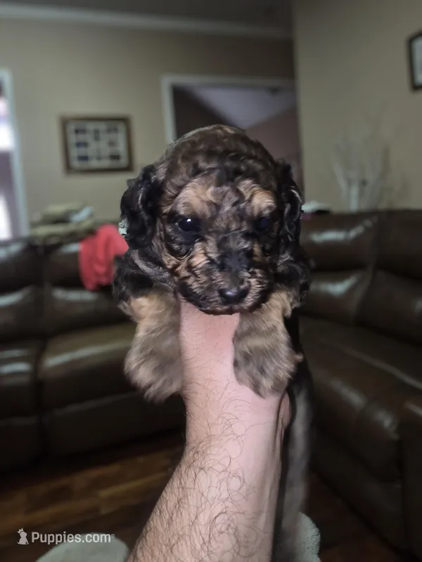 Blue collar – Poodle - Standard  puppy for sale in Amarillo, TX