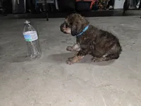 Blue collar, a male Poodle - Standard  for sale in Amarillo, TX – Photo 2 of 6