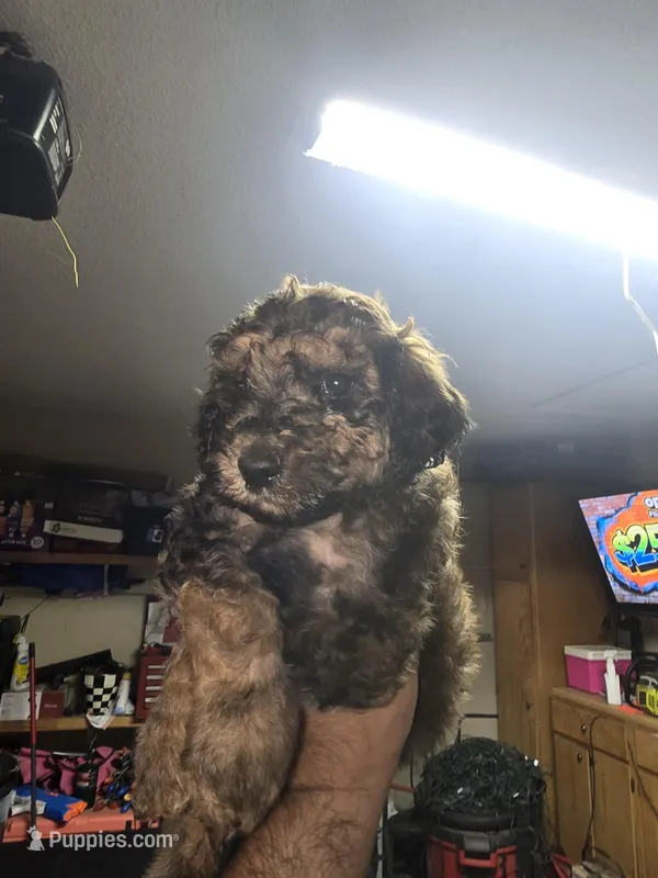 Blue collar – Poodle - Standard  puppy for sale in Amarillo, TX