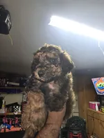 Blue collar, a male Poodle - Standard  for sale in Amarillo, TX – Photo 1 of 6
