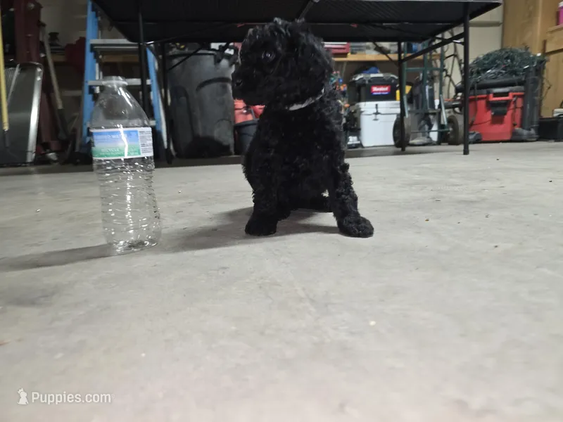 Gray collar – Poodle - Standard  puppy for sale in Amarillo, TX