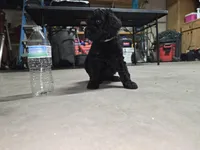 Gray collar, a male Poodle - Standard  for sale in Amarillo, TX – Photo 2 of 6