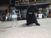Gray collar, a male Poodle - Standard  for sale in Amarillo, TX – Photo 3 of 6