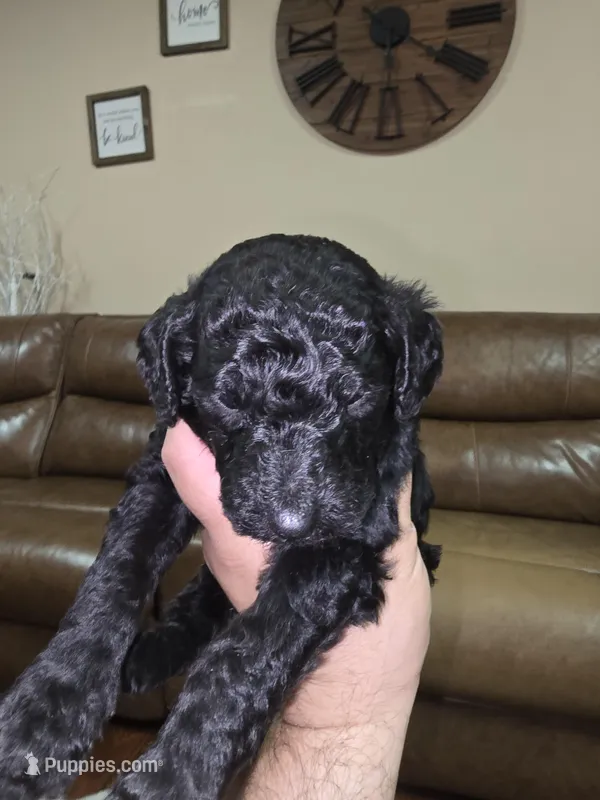 Gray collar – Poodle - Standard  puppy for sale in Amarillo, TX