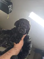 Pink collar, a female Poodle - Standard  for sale in Amarillo, TX – Photo 1 of 6