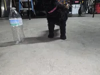 Pink collar, a female Poodle - Standard  for sale in Amarillo, TX – Photo 2 of 6