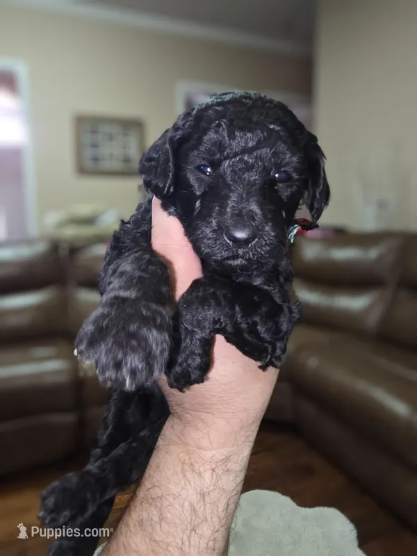 Pink collar – Poodle - Standard  puppy for sale in Amarillo, TX