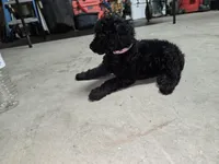 Light pink, a female Poodle - Standard  for sale in Amarillo, TX – Photo 2 of 6