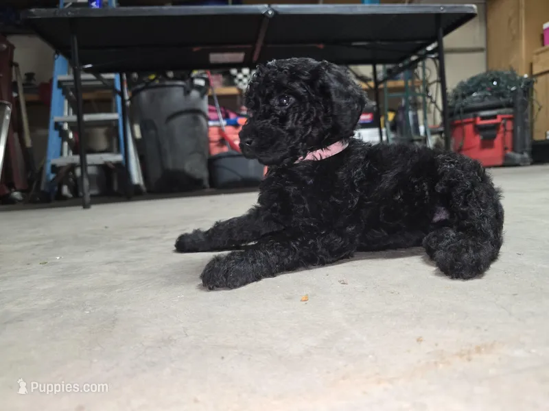 Light pink – Poodle - Standard  puppy for sale in Amarillo, TX