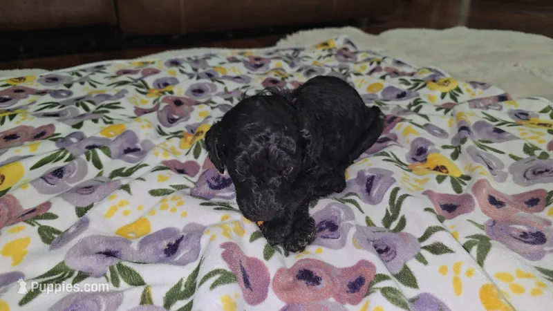 Light pink – Poodle - Standard  puppy for sale in Amarillo, TX