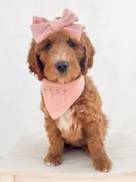 GUARDIAN HOME - Holly, a female Goldendoodle for sale in California City, CA – Photo 1 of 6