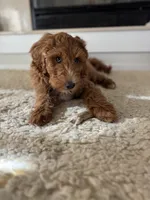 GUARDIAN HOME - Holly, a female Goldendoodle for sale in California City, CA – Photo 3 of 6