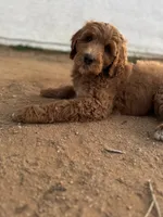 GUARDIAN HOME - Holly, a female Goldendoodle for sale in California City, CA – Photo 4 of 6