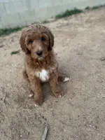 GUARDIAN HOME - Holly, a female Goldendoodle for sale in California City, CA – Photo 6 of 6