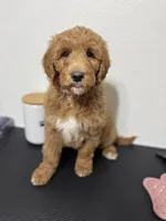 GUARDIAN HOME - Holly, a female Goldendoodle for sale in California City, CA – Photo 2 of 6