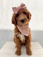 GUARDIAN HOME - Holly, a female Goldendoodle for sale in California City, CA – Photo 5 of 6