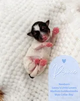 Prince, a male Goldendoodle for sale in California City, CA – Photo 2 of 2