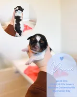 Prince, a male Goldendoodle for sale in California City, CA – Photo 1 of 2