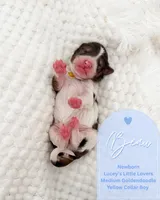 Beau, a male Goldendoodle for sale in California City, CA – Photo 2 of 2