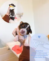 Beau, a male Goldendoodle for sale in California City, CA – Photo 1 of 2