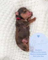 Muffin, a male Goldendoodle for sale in California City, CA – Photo 2 of 2