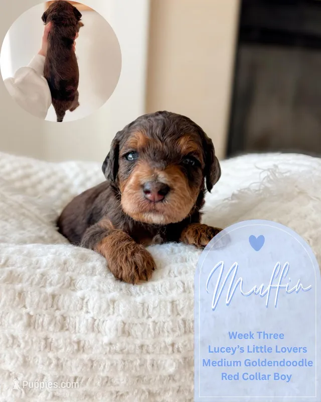 Muffin – Goldendoodle puppy for sale in California City, CA