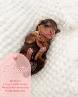 Sweetie, a female Goldendoodle for sale in California City, CA – Photo 2 of 2