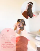 Sweetie, a female Goldendoodle for sale in California City, CA – Photo 1 of 2