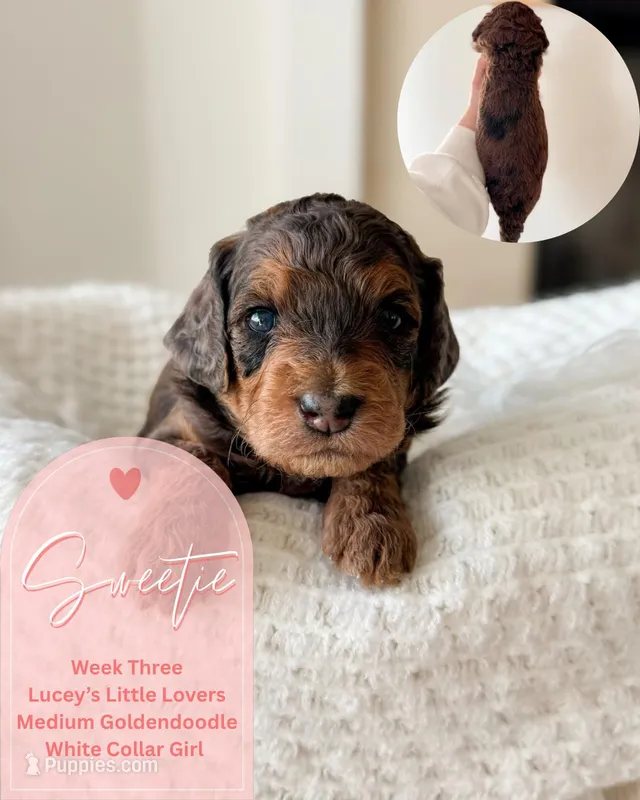 Sweetie – Goldendoodle puppy for sale in California City, CA