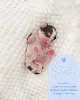 Pookie, a male Goldendoodle for sale in California City, CA – Photo 2 of 2