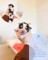 Pookie, a male Goldendoodle for sale in California City, CA – Photo 1 of 2