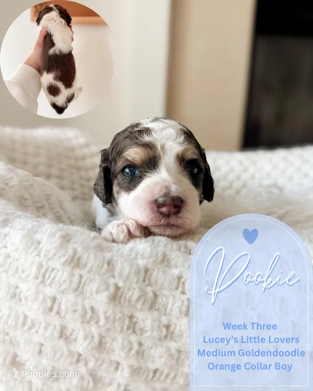 Pookie – Goldendoodle puppy for sale in California City, CA