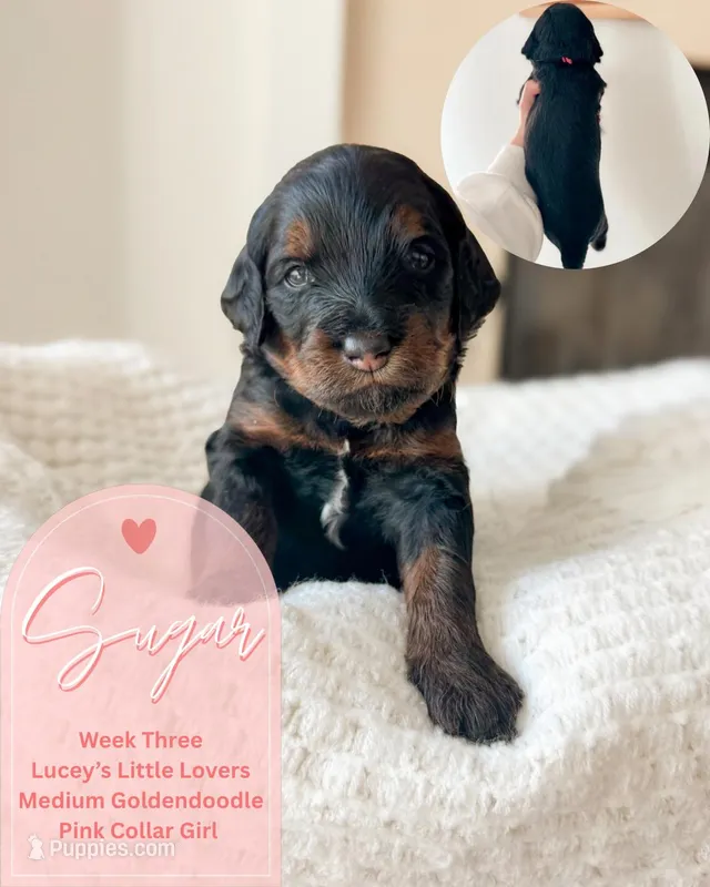 Sugar – Goldendoodle puppy for sale in California City, CA