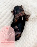 Sugar, a female Goldendoodle for sale in California City, CA – Photo 2 of 2