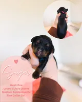 Sugar, a female Goldendoodle for sale in California City, CA – Photo 1 of 2