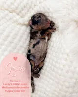 Lover, a female Goldendoodle for sale in California City, CA – Photo 2 of 2