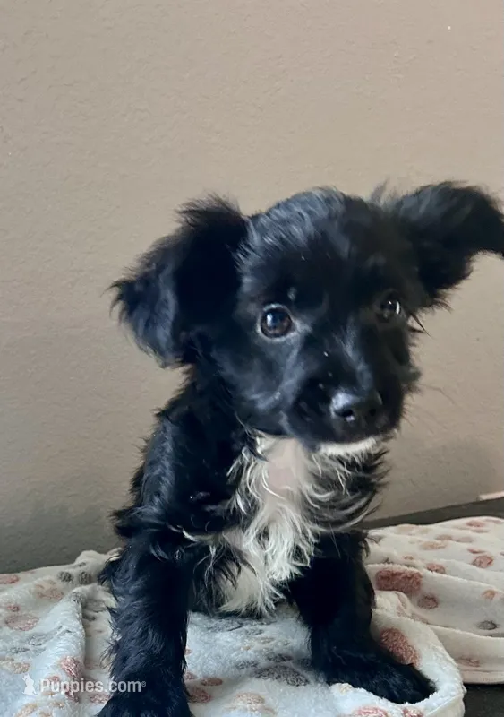 Shadow – Yorkipoo puppy for sale in Ocala, FL