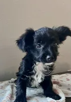 Shadow, a male Yorkipoo for sale in Ocala, FL – 1 of 1