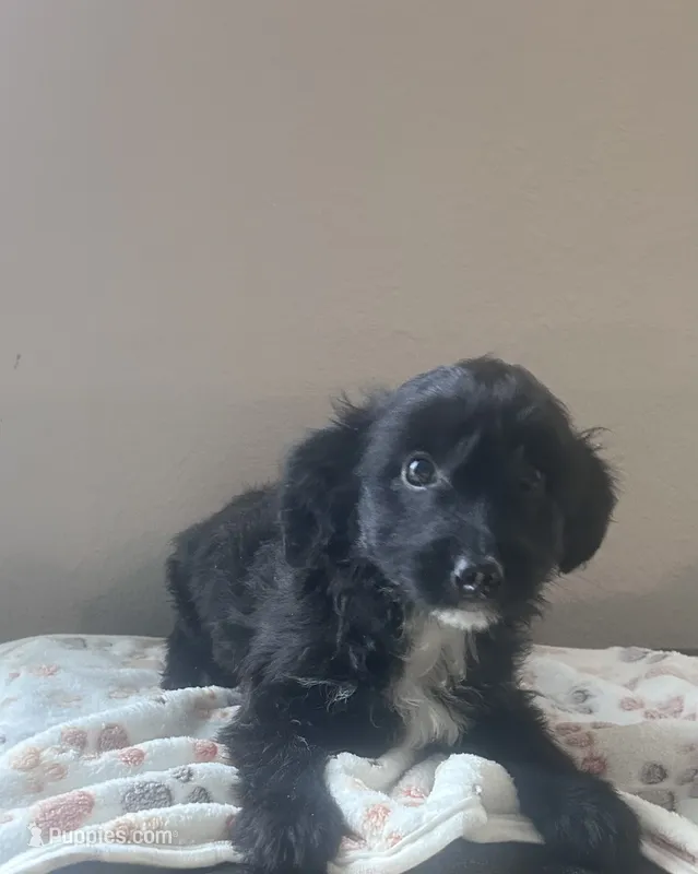 Milo – Yorkipoo puppy for sale in Ocala, FL