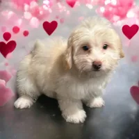 processed/901cec7e-5e92-470c-bdb1-a759f4589da3/listing/49b4ac0f-234f-4a41-bb88-63e3e63b2b92/5dc9d35b-302f-4c0b-a4d4-c64b08d7b474