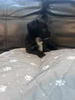 Milo, a male Yorkipoo for sale in Ocala, FL – 2 of 2