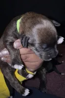 Penny, a female Collie for sale in Waterford, MI – Photo 4 of 4