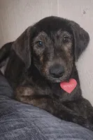 Penny, a female Collie for sale in Waterford, MI – Photo 1 of 4