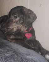 Penny, a female Collie for sale in Waterford, MI – Photo 2 of 4