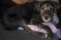 Nicholas , a male Collie for sale in Waterford, MI – Photo 4 of 7