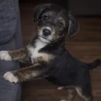 Nicholas , a male Collie for sale in Waterford, MI – Photo 5 of 7